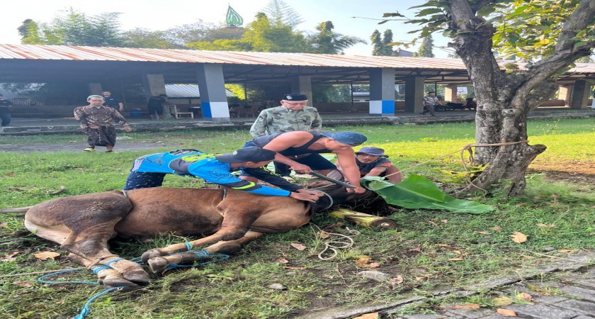 STIKES Majapahit Peringati Idul Adha 1446 H dengan Semangat Kebersamaan dan Berbagi